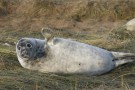 Seal Pup Waving